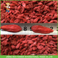 5 kg / sac de fruits de Goji séchés chinois de qualité supérieure